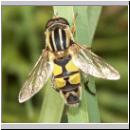 Helophilus trivittatus - Grosse Sumpfschwebfliege 17.jpg